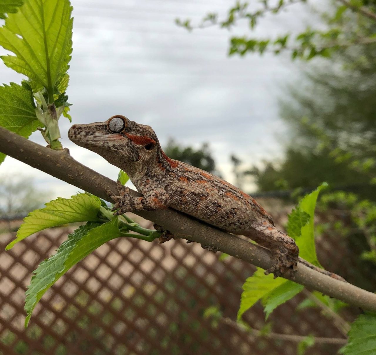 Lizards for Kids and More | To Educate Kids About Lizards